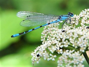 Blue dragonfly